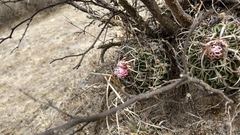 Echinofossulocactus zacatecasensis