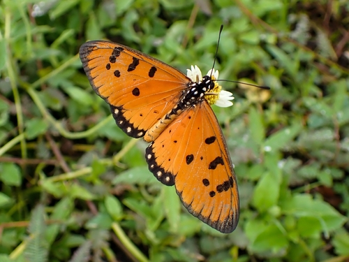 Tawny Coster