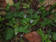 Viola inconspicua