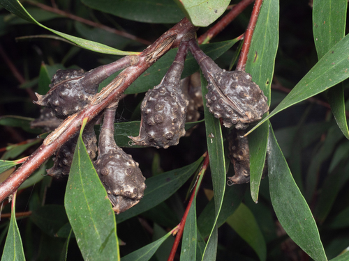 Willow-leaved hakea