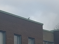 Haematopus ostralegus