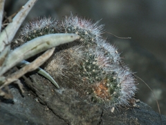 Mammillaria jaliscana