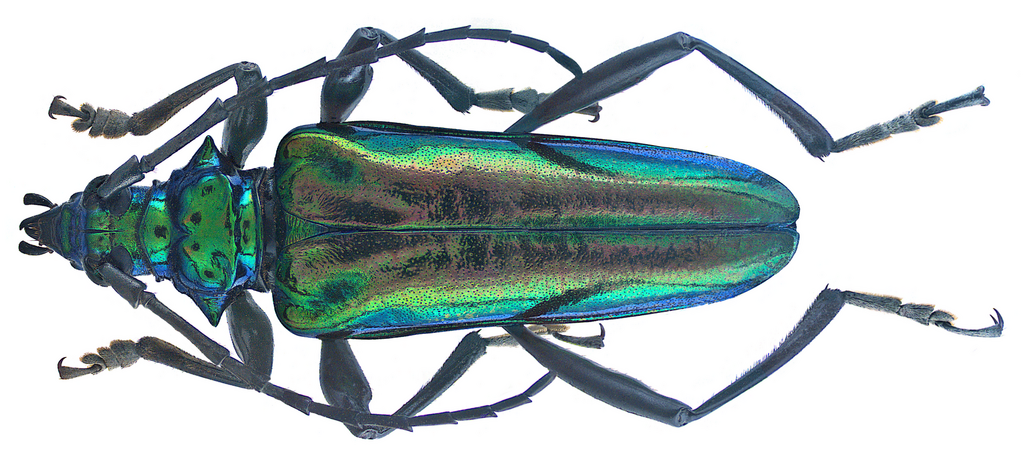 Mecosaspis croesus species group