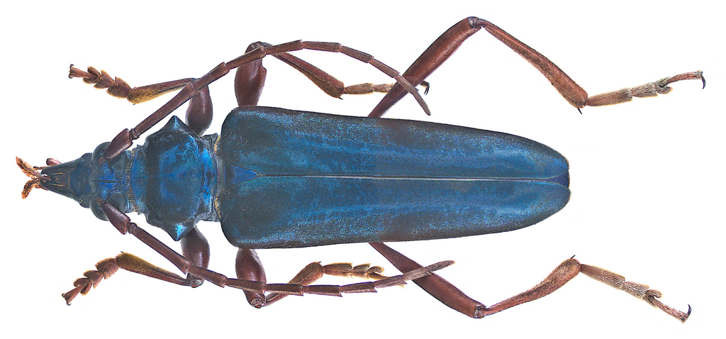Mecosaspis atripennis species group