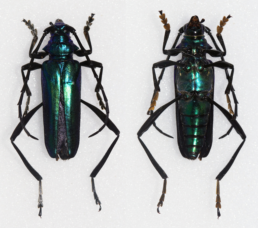 Mecosaspis mapanjae