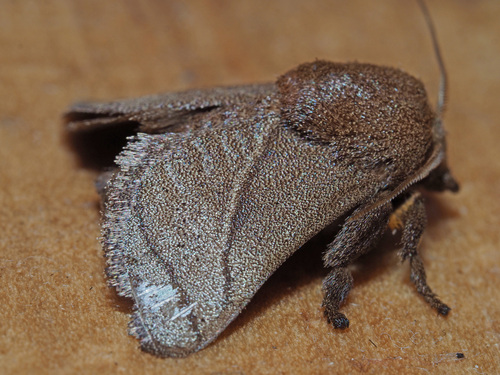 Neomocena convergens