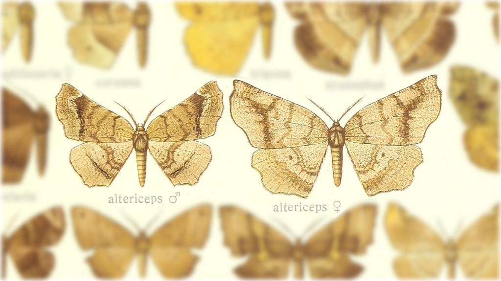Garaeus altericeps