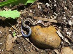 Plestiodon skiltonianus interparietalis