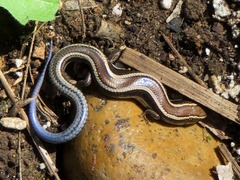 Plestiodon skiltonianus interparietalis