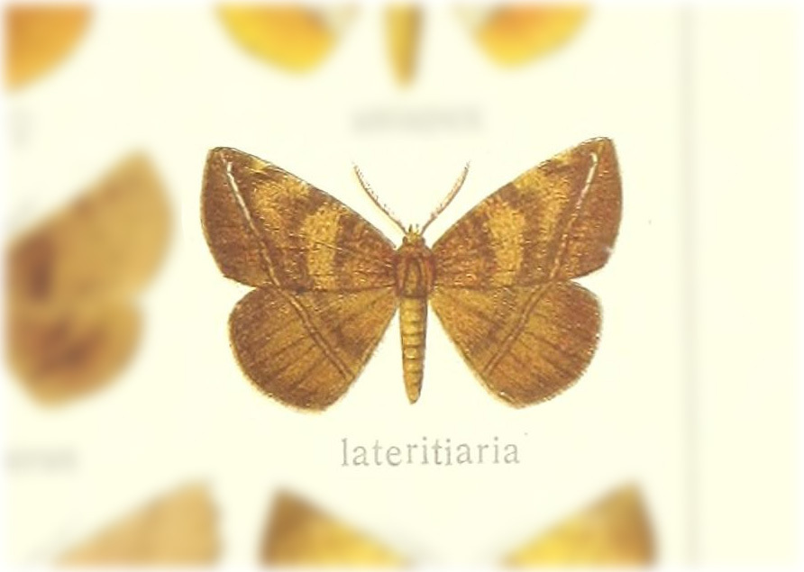 Garaeus lateritiaria