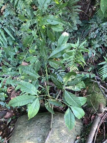 Image of Melicope pteleifolia by (c) 呂一起(Lu i-chi), some rights reserved (CC BY)
