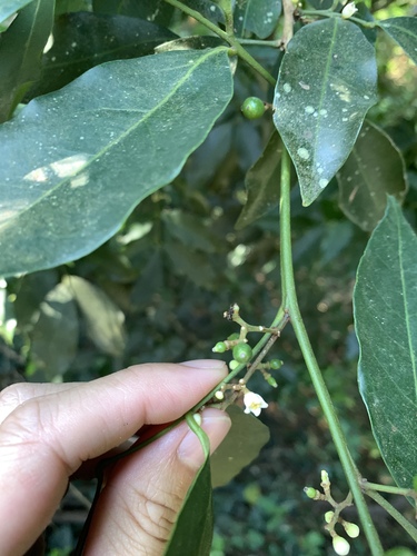 Image of Flower Axistree (Glycosmis parviflora) by (c) 呂一起(Lu i-chi), some rights reserved (CC BY)