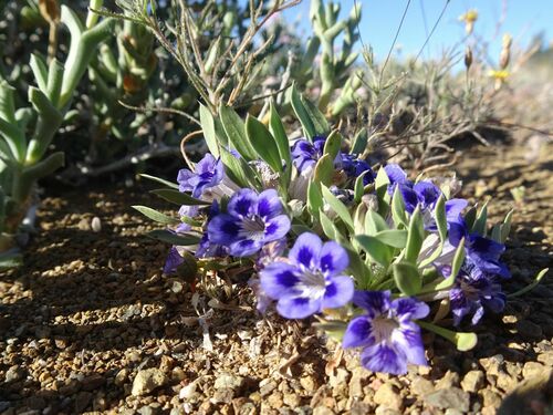 Image of Aptosimum indivisum by (c) Thomas Koffel, some rights reserved (CC BY)