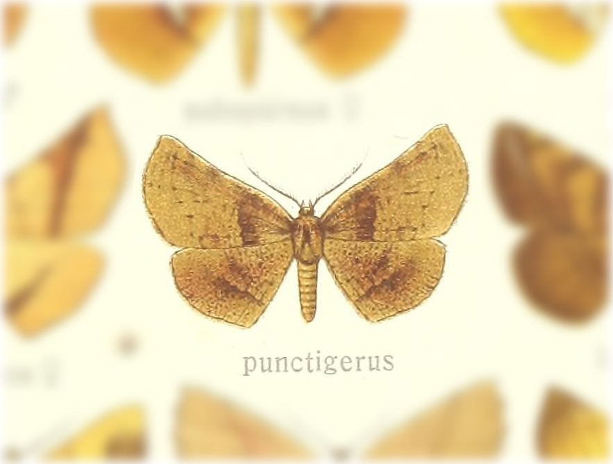 Garaeus punctigerus