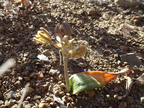 Albuca unifolia