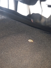 Kuschelina petaurista