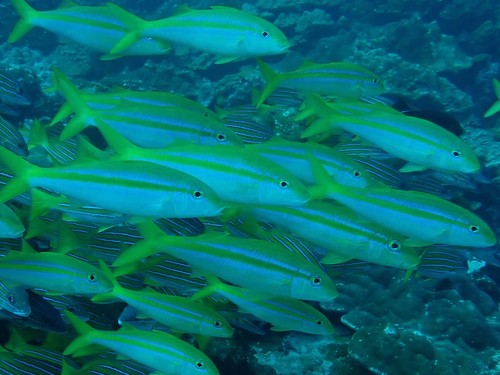 Mexican Goatfish