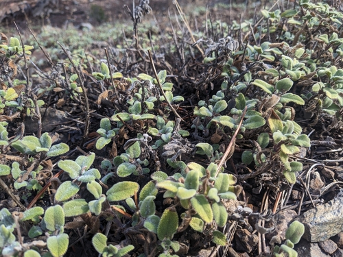 Image of Salvia willeana by (c) Marios Thoma, some rights reserved (CC BY)