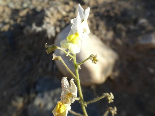Image of Nemesia anisocarpa by (c) Thomas Koffel, some rights reserved (CC BY)