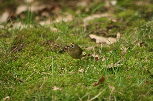 Regulus regulus