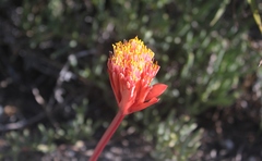 Haemanthus nortieri