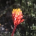 Nardouw Bloodlily - Photo (c) Alan Horstmann, some rights reserved (CC BY-NC), uploaded by Alan Horstmann