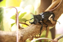 Xylotrupes mniszechi