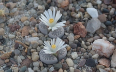 Lithops amicorum