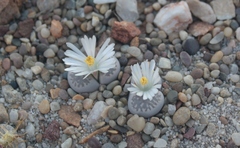 Lithops amicorum