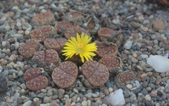 Lithops bromfieldii