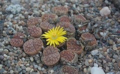 Lithops bromfieldii