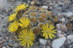 Lithops bromfieldii