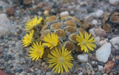 Lithops bromfieldii