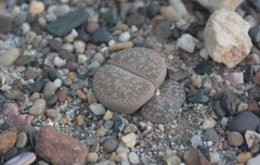 Lithops lesliei lesliei