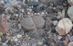 Lithops lesliei lesliei
