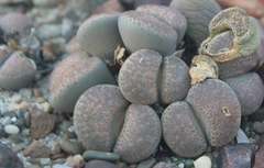 Lithops localis