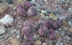 Lithops optica