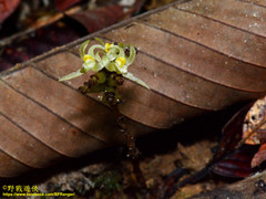 Tropidia saprophytica