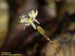 Tropidia saprophytica