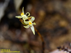 Tropidia saprophytica