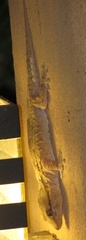 Tarentola annularis