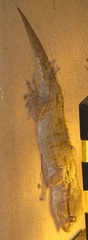 Tarentola annularis