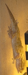 Tarentola annularis