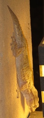 Tarentola annularis