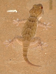 Tarentola annularis