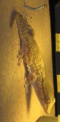 Tarentola annularis