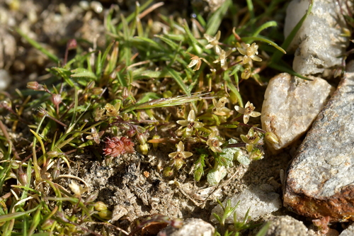 Annual pearlwort (Sagina apetala)