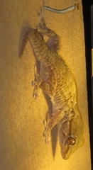 Tarentola annularis