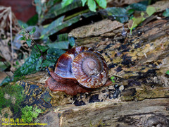 Exrhysota brookei