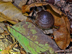 Dyakia